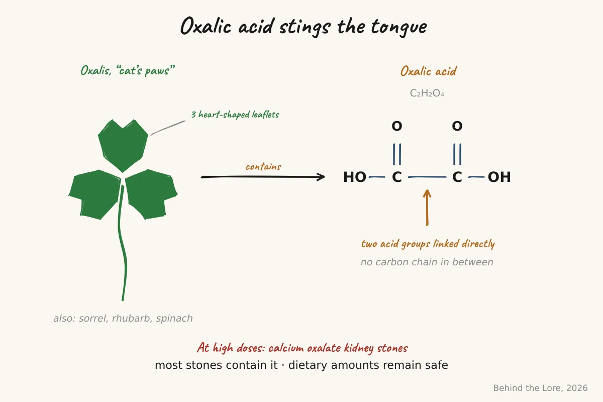 Structural formula of oxalic acid and trifoliate oxalis leaves