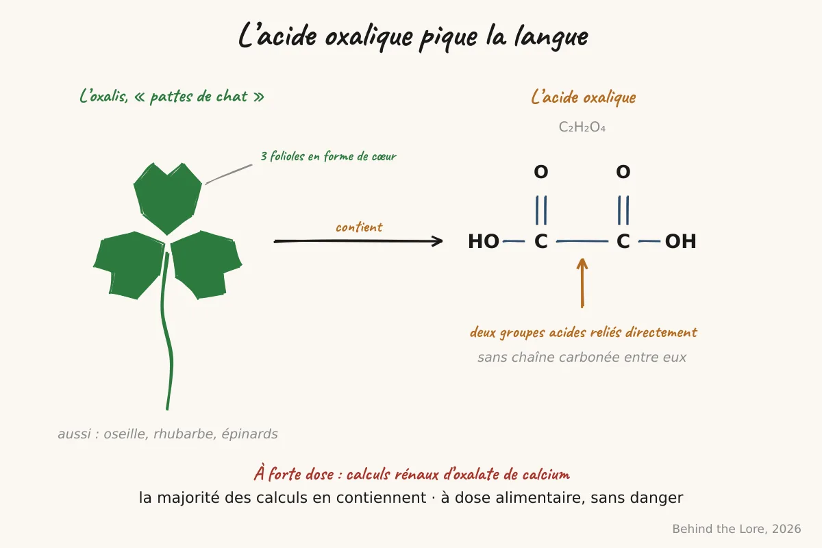 Formule développée de l'acide oxalique et feuilles trifoliées d'oxalis