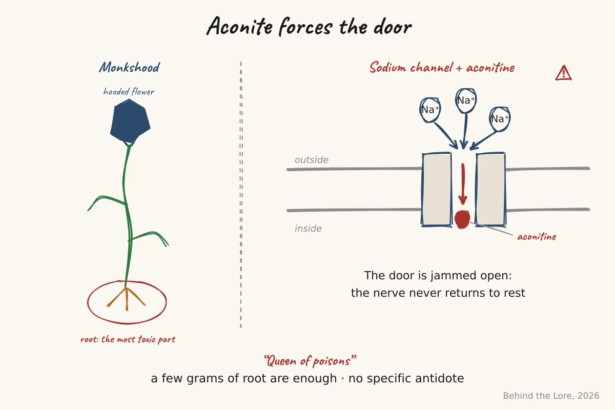 Helmet-shaped aconite flower and diagram of aconitine's action on the sodium channel