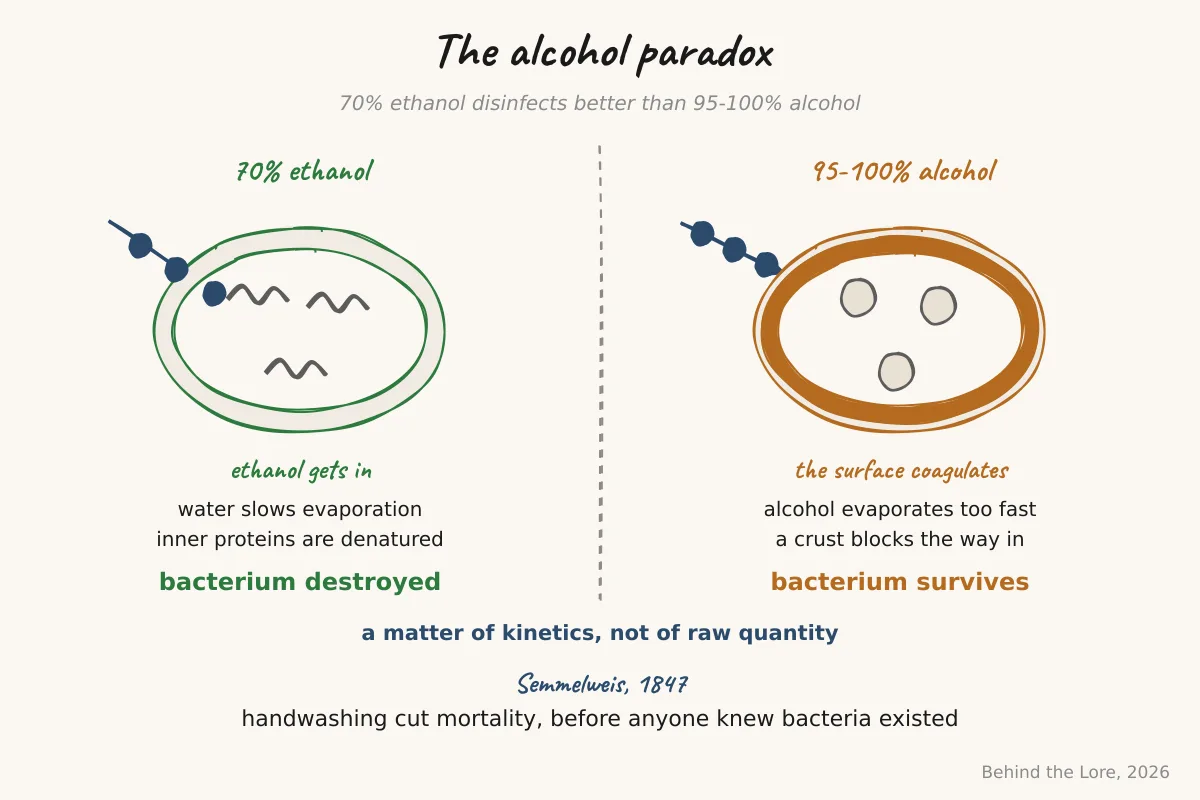 Diagram of bacterial protein denaturation by 70% ethanol compared with anhydrous alcohol