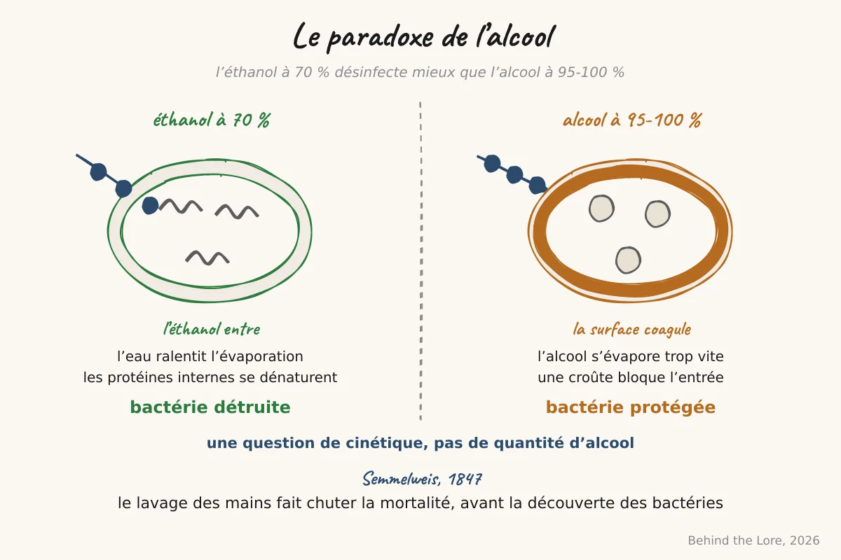 Schéma de la dénaturation des protéines bactériennes par l'éthanol à 70 % et comparaison avec l'alcool anhydre