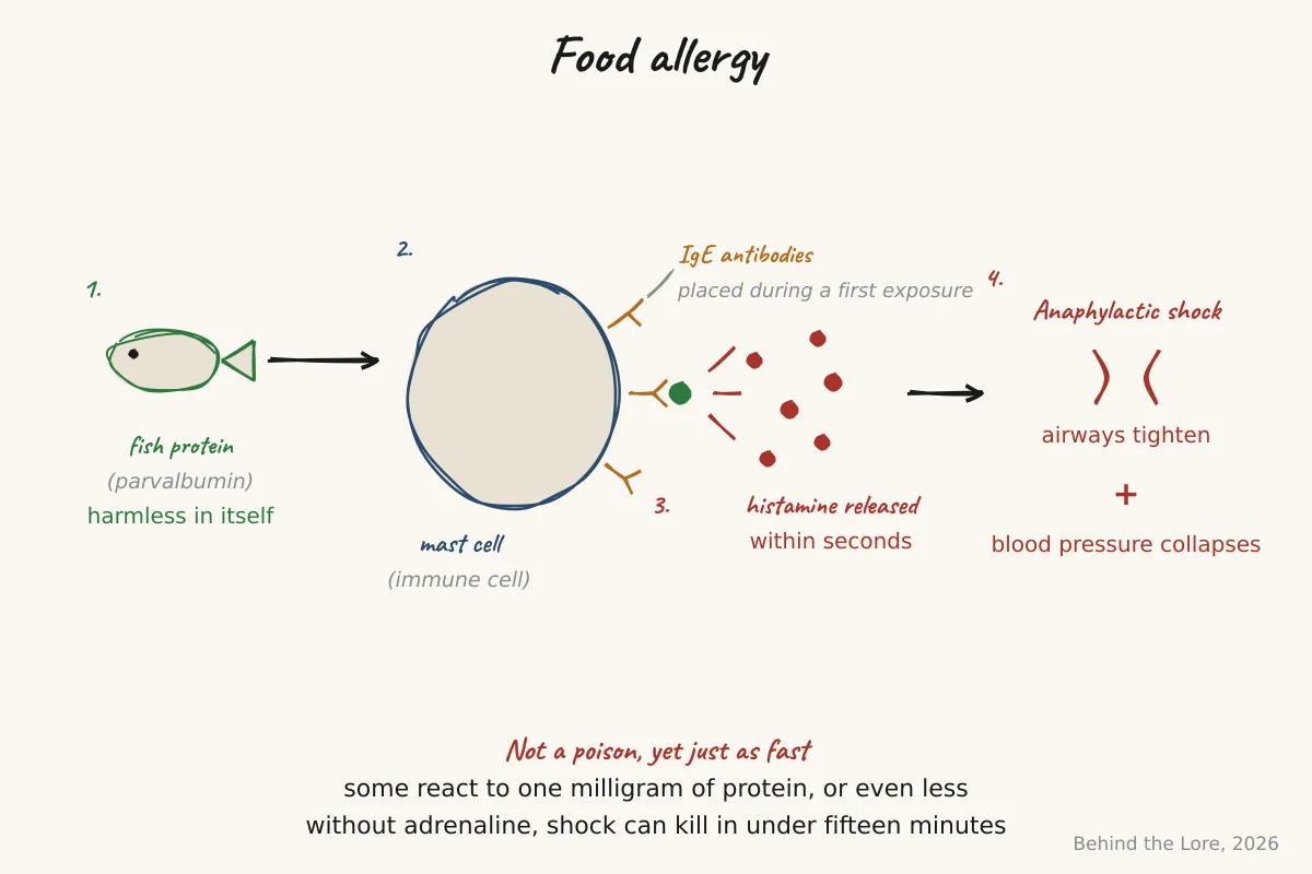 Diagram of the IgE cascade and histamine release during an allergic reaction
