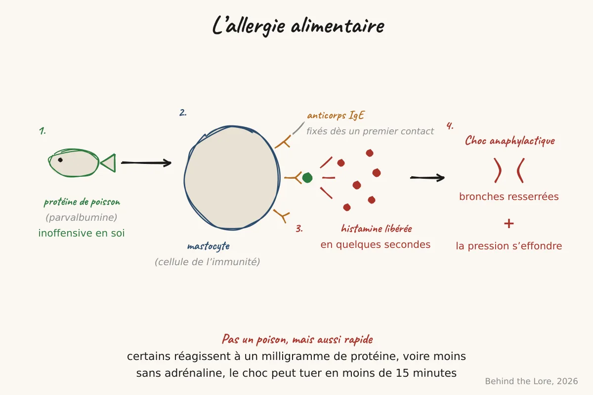 Schéma de la cascade IgE et de la libération d'histamine lors d'une réaction allergique