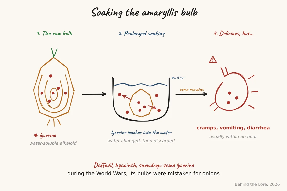Prolonged soaking of an amaryllis bulb, soluble lycorine leaches into the water but some remains, with the associated digestive symptoms