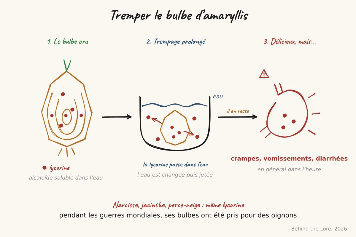Trempage prolongé d'un bulbe d'amaryllis, la lycorine soluble passe dans l'eau mais il en reste, avec les symptômes digestifs associés