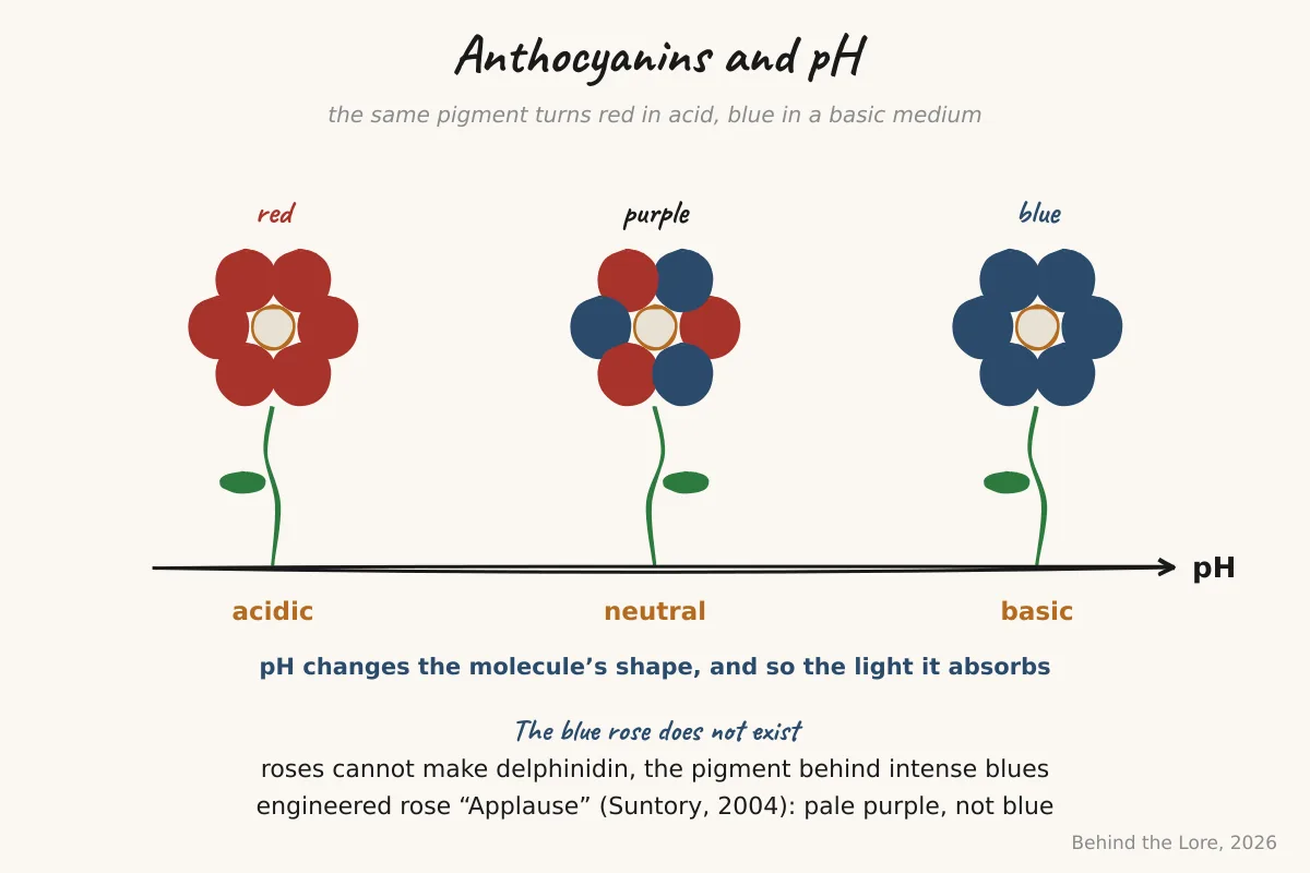 Diagram of anthocyanins changing color with pH, from acidic red to basic blue