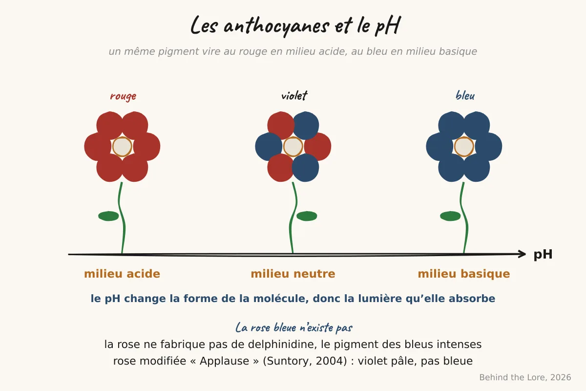 Schéma des anthocyanes et de leur changement de couleur selon le pH, du rouge acide au bleu basique