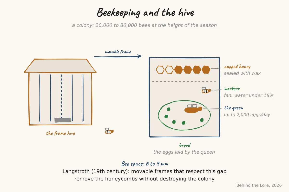 Diagram of a frame hive showing the queen, workers, and brood, with capped honey cells