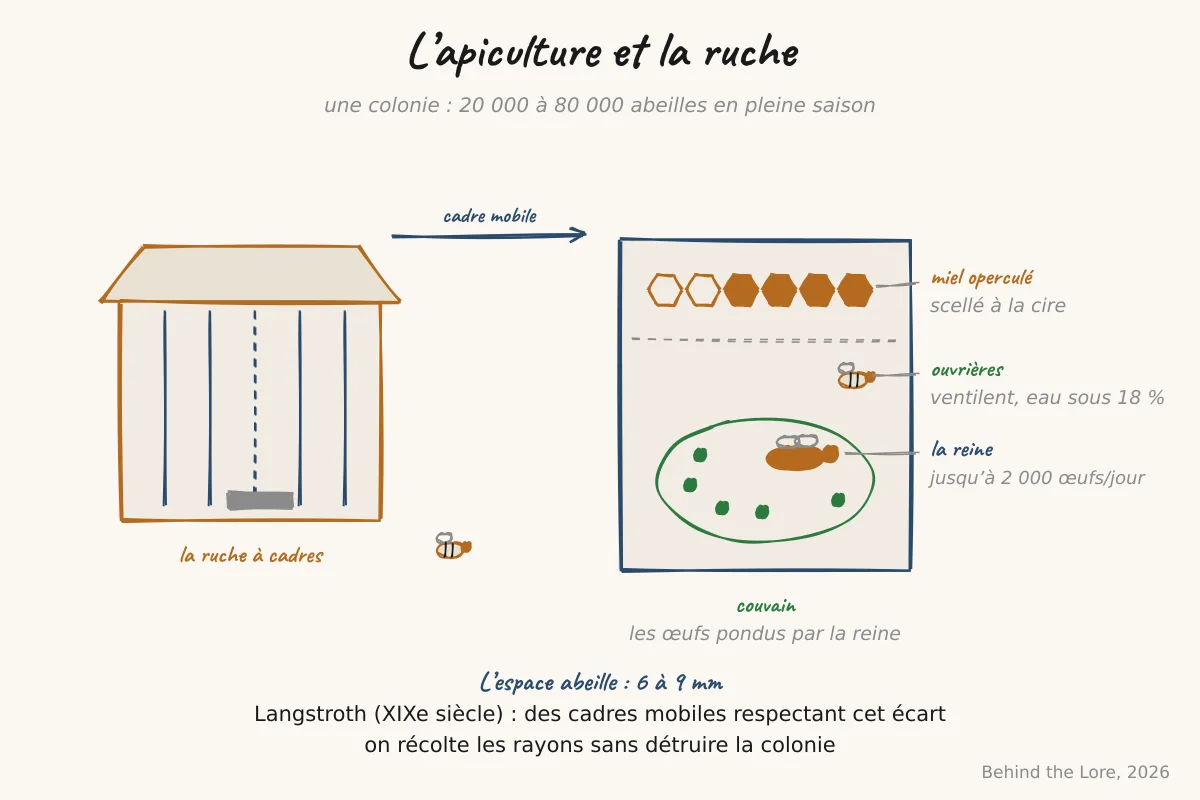 Schéma d'une ruche à cadres montrant la reine, les ouvrières et le couvain, avec les cellules de miel operculées
