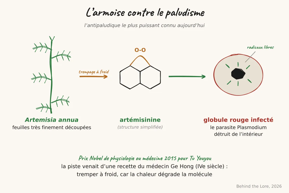 Feuilles découpées d'Artemisia annua et structure moléculaire de l'artémisinine