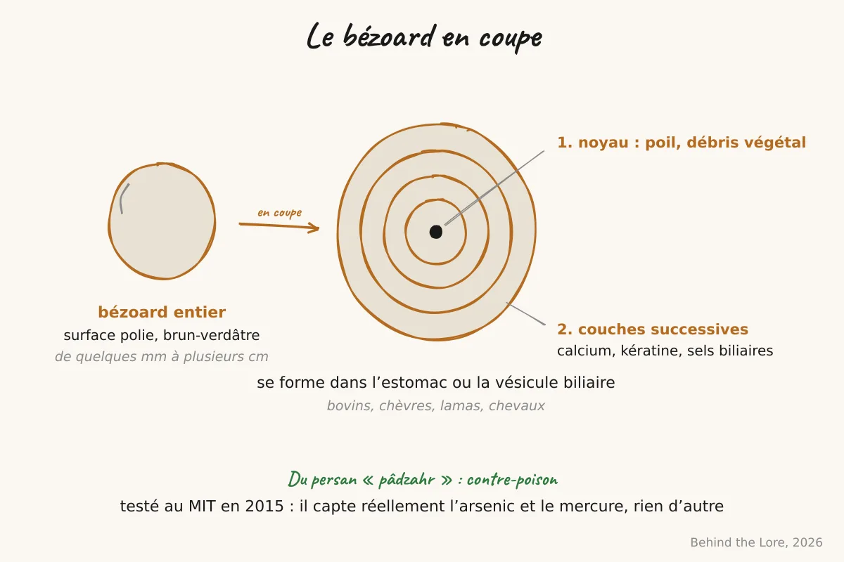 Bézoard bovin poli, sphère brun-verdâtre, avec coupe transversale révélant les couches concentriques calcaires