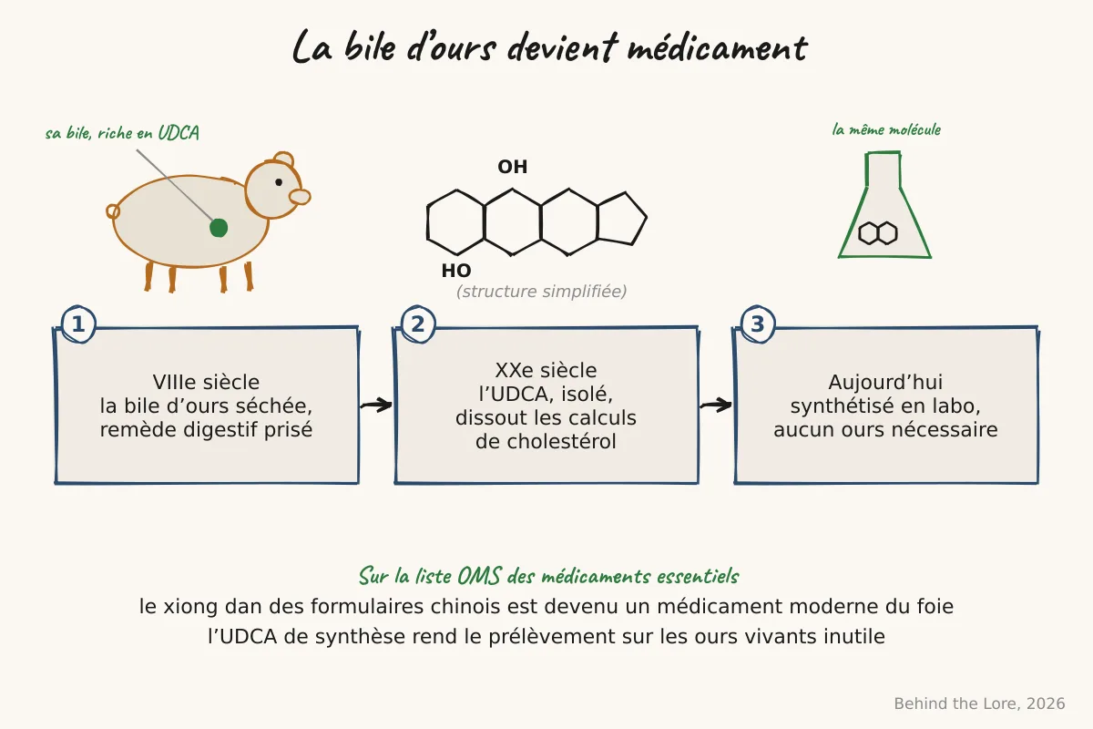 Schéma de la structure chimique de l'acide ursodésoxycholique et de son action sur les sels biliaires