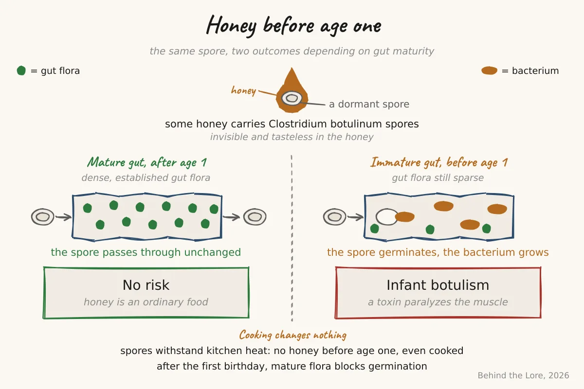 Diagram of Clostridium botulinum spores in honey and their action in infants