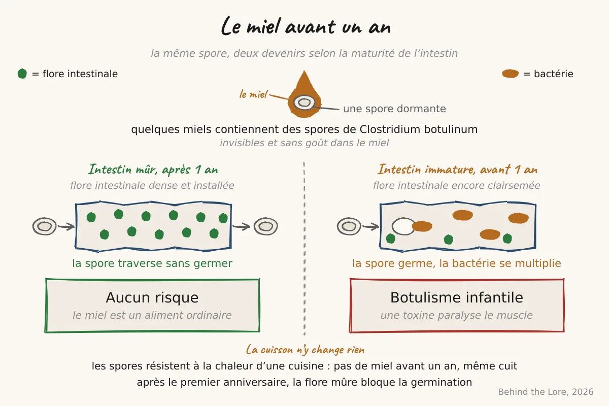 Schéma de la spore de Clostridium botulinum dans le miel et de son action chez le nourrisson