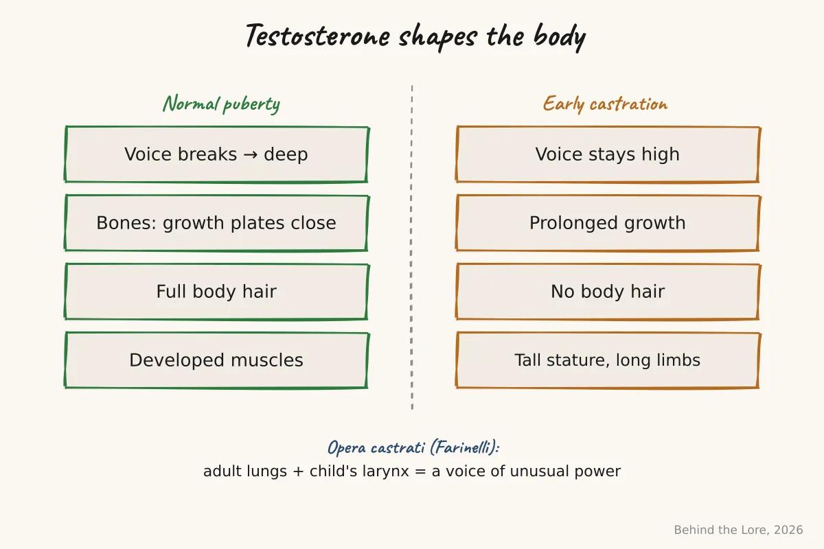 Comparative diagram of pre-pubertal and post-pubertal morphology depending on the presence or absence of testosterone