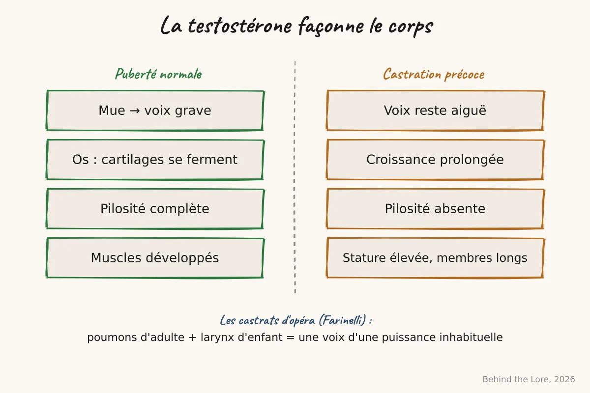 Schéma comparatif de la morphologie pré-pubertaire et post-pubertaire selon la présence ou l'absence de testostérone