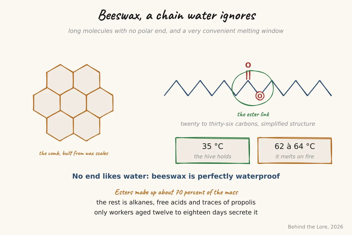 Diagram of the chemical structure of a beeswax ester and a honeycomb cross-section