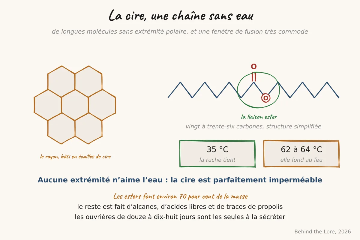 Schéma de la structure chimique d'un ester de la cire d'abeille et rayon de miel en coupe