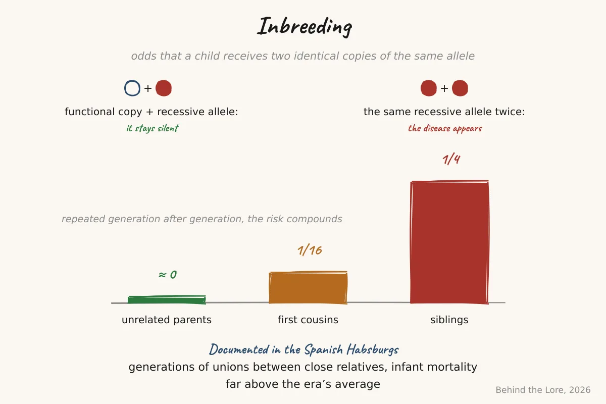 Diagram of increasing risk of homozygosity for a deleterious recessive allele by degree of relatedness