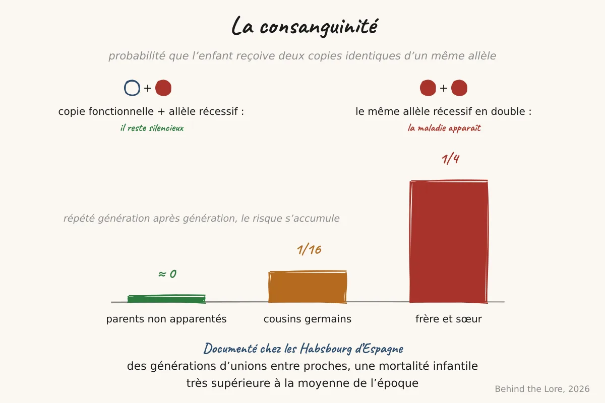 Schéma de l'augmentation du risque d'homozygotie pour un allèle récessif délétère selon le degré de parenté