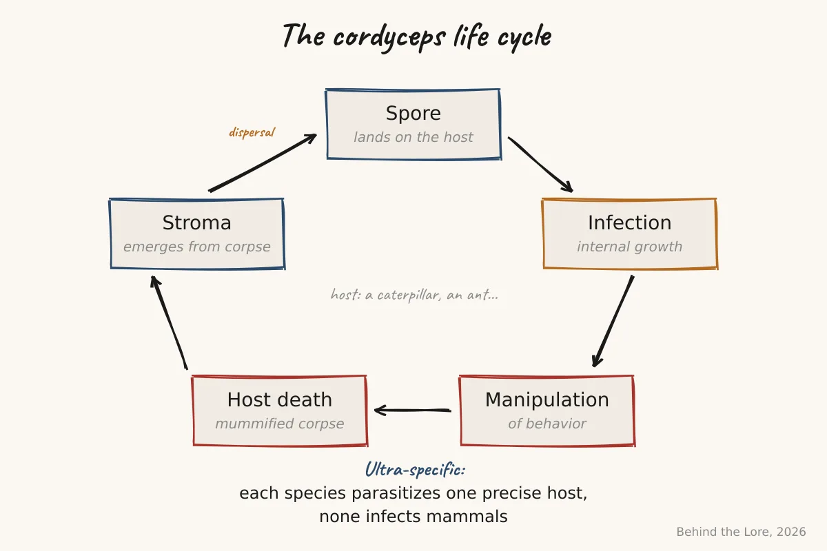 Diagram of the cordyceps life cycle in a parasitized caterpillar, with the fungal stroma emerging