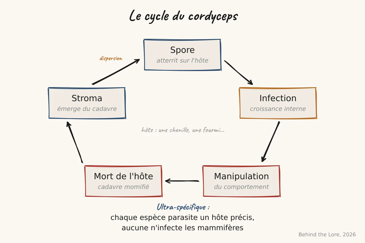 Schéma du cycle de vie d'un cordyceps parasitant une chenille, avec émergence du stroma fongique