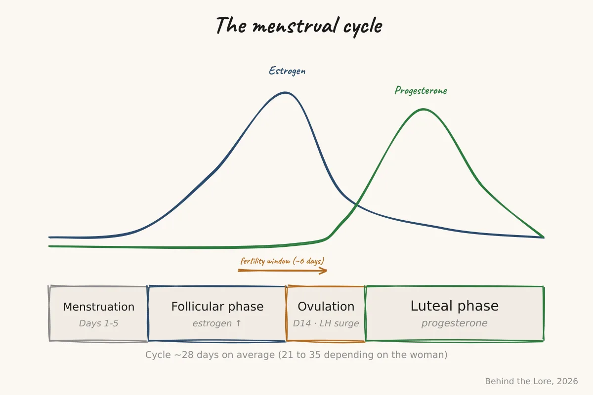 Diagram of the four phases of the menstrual cycle, with estrogen and progesterone curves