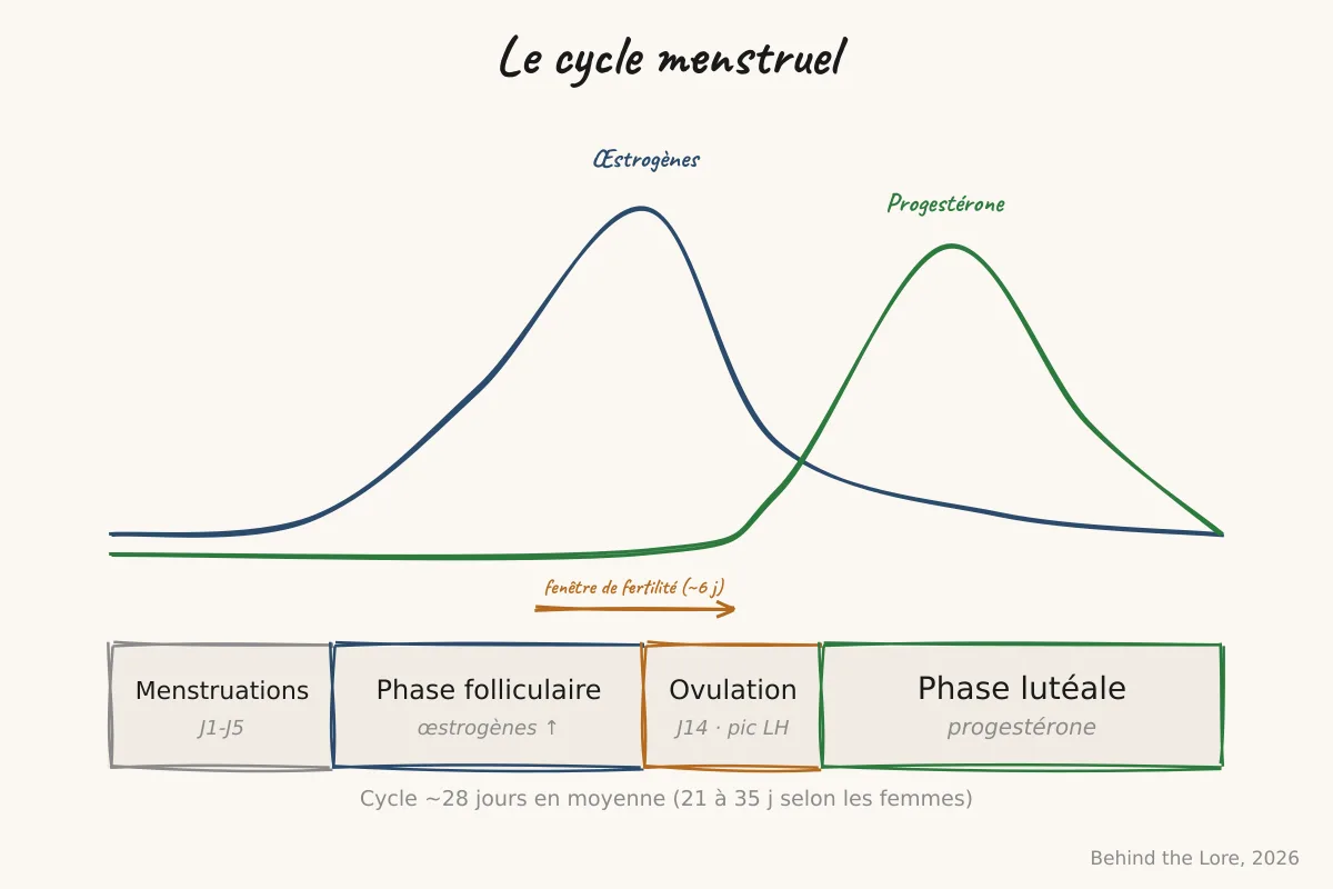 Schéma des quatre phases du cycle menstruel avec courbe des œstrogènes et de la progestérone