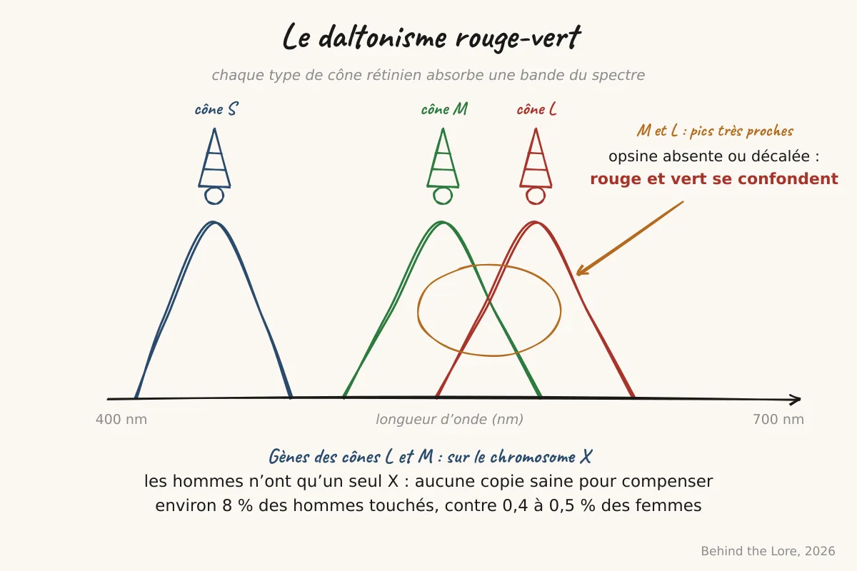 Schema des trois types de cones retiniens L, M et S et leurs courbes d'absorption spectrale