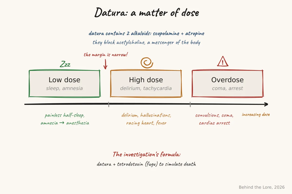 Datura dose scale: a low dose anesthetizes, a high dose causes delirium, an overdose kills