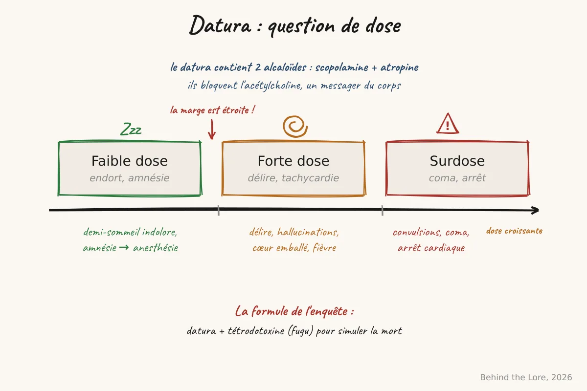 Échelle de dose du datura : faible dose anesthésiante, forte dose délirante, surdose mortelle