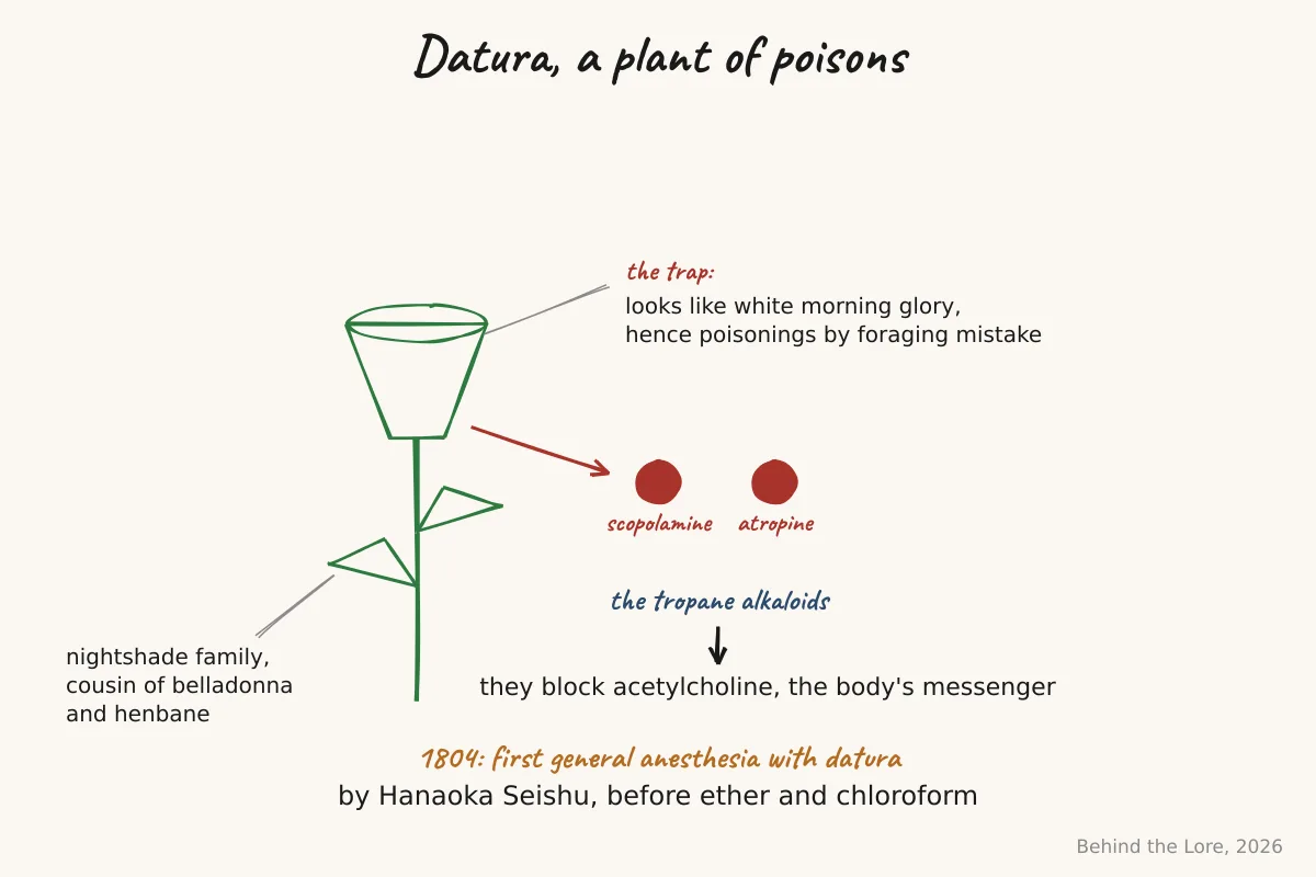 The datura plant, its alkaloids, and the trap of its resemblance to white morning glory