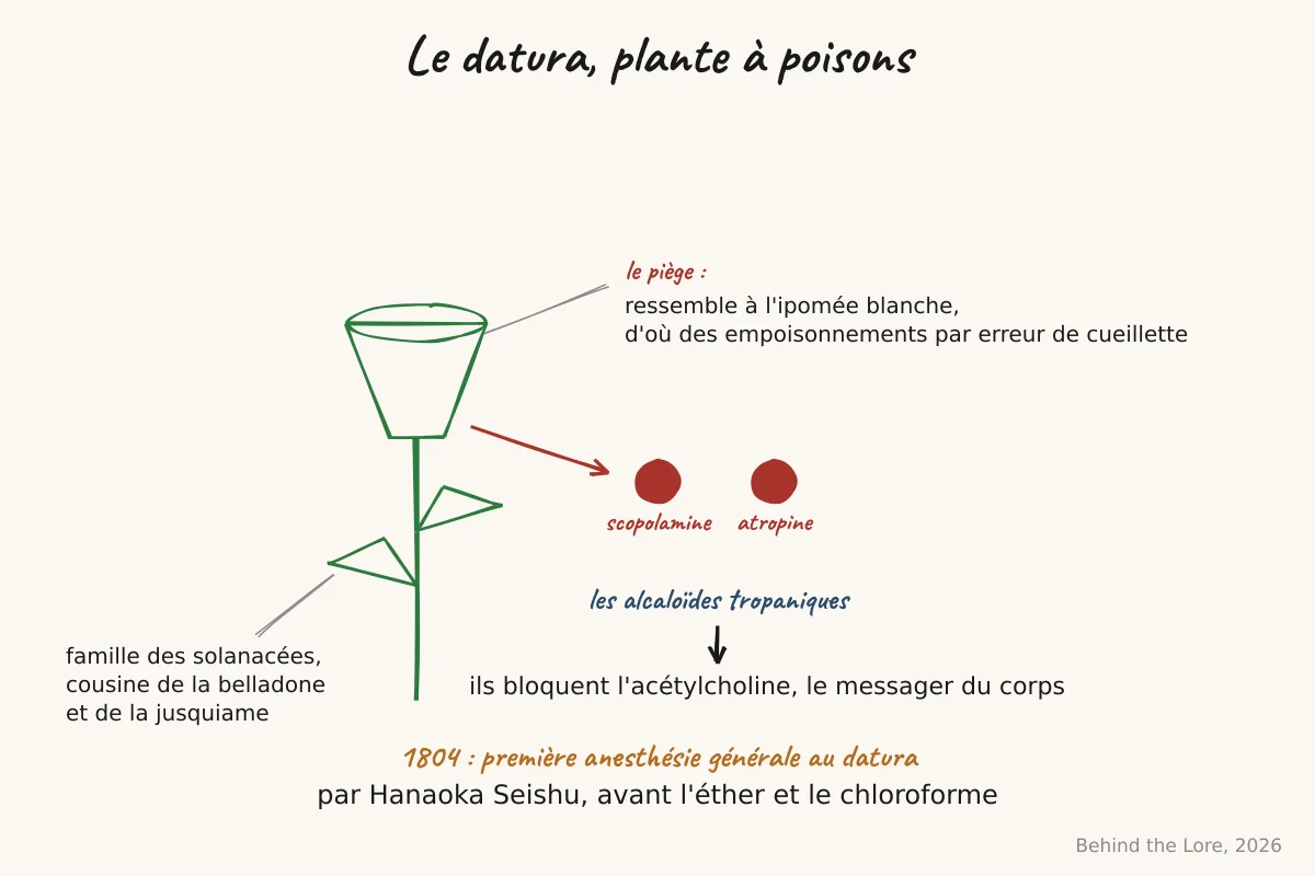 La plante datura, ses alcaloïdes, et le piège de la ressemblance avec l'ipomée blanche