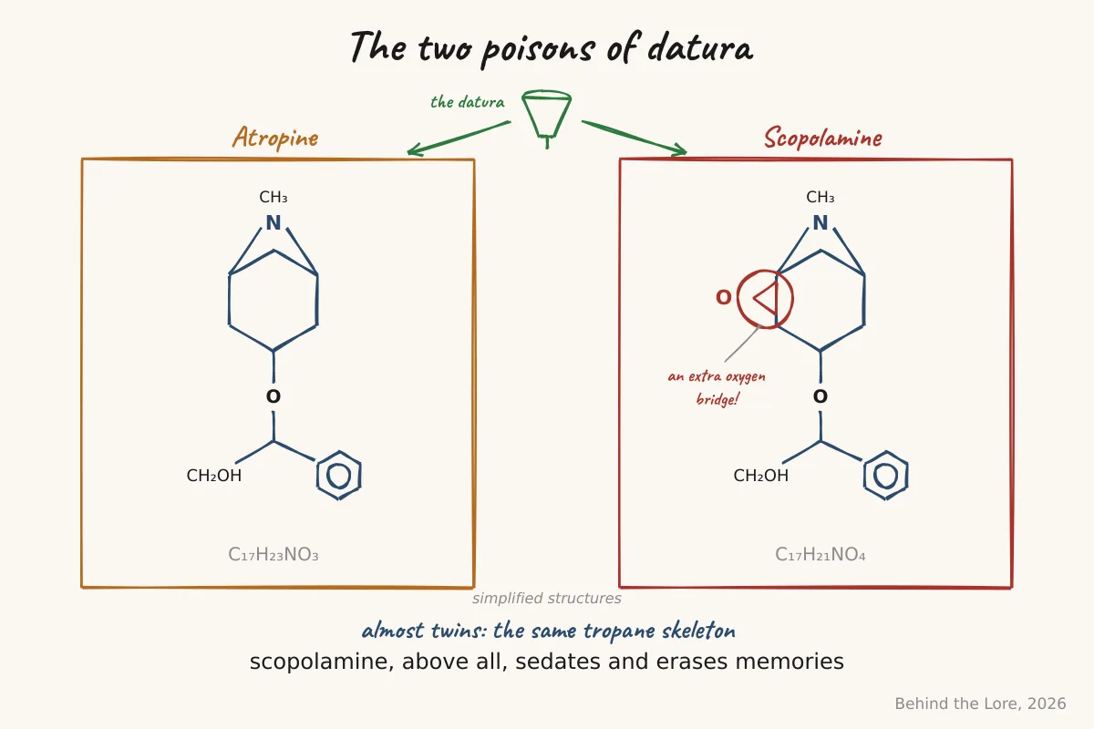 Simplified structures of atropine and scopolamine, datura's two tropane alkaloids