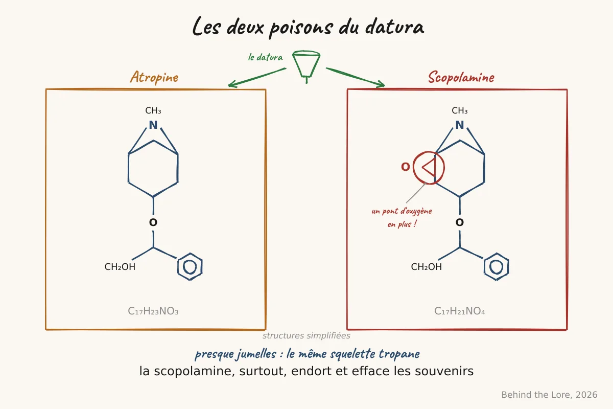 Structures simplifiées de l'atropine et de la scopolamine, les deux alcaloïdes tropaniques du datura