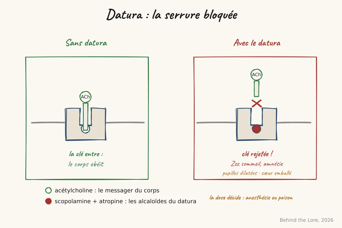 Schéma du blocage de l'acétylcholine par la scopolamine du datura, comparé au fonctionnement normal du récepteur