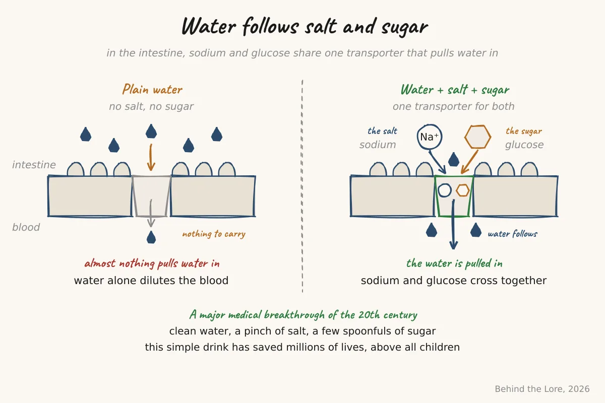 Diagram of intestinal water absorption coupled with sodium and glucose