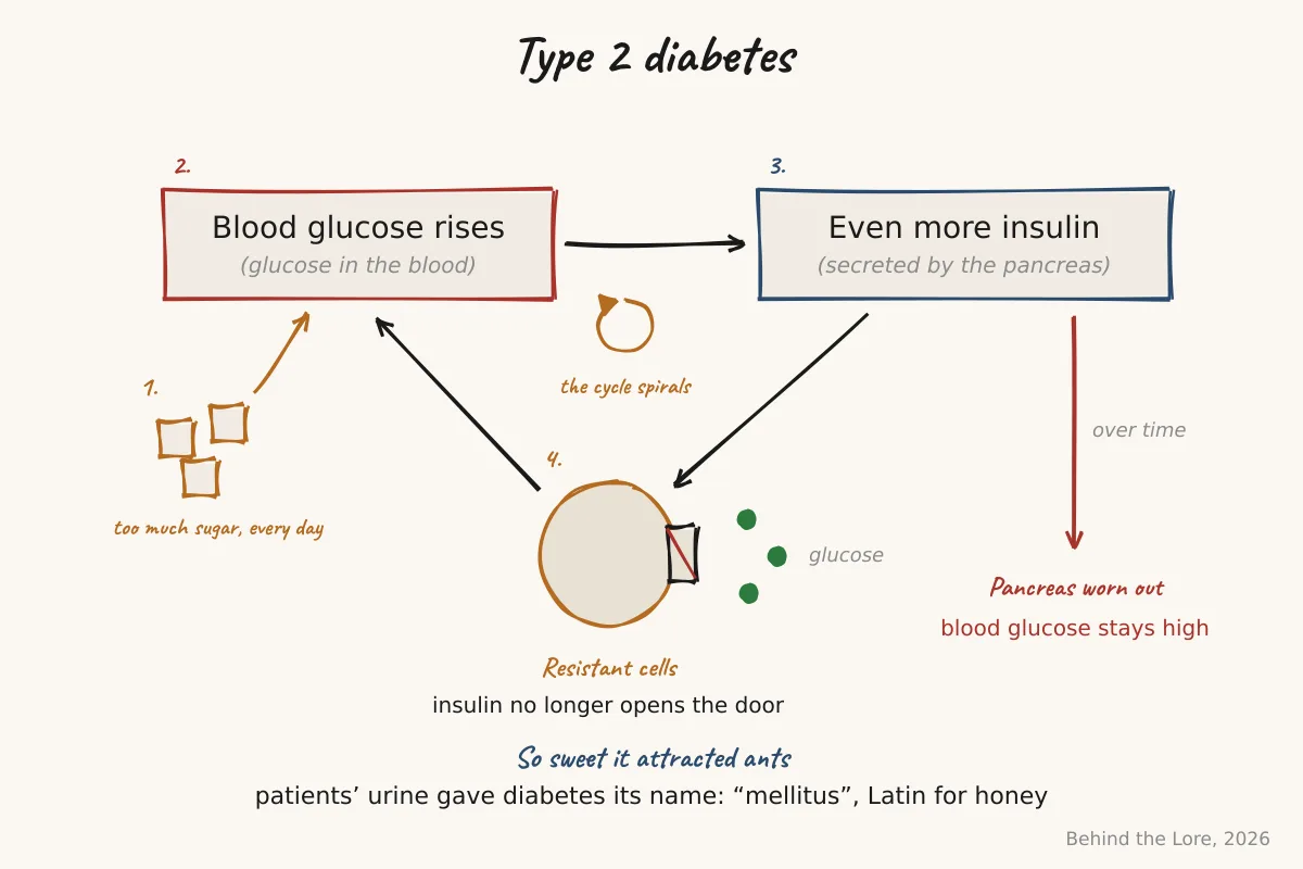 Diagram of the blood-sugar–insulin cycle and insulin resistance in type 2 diabetes