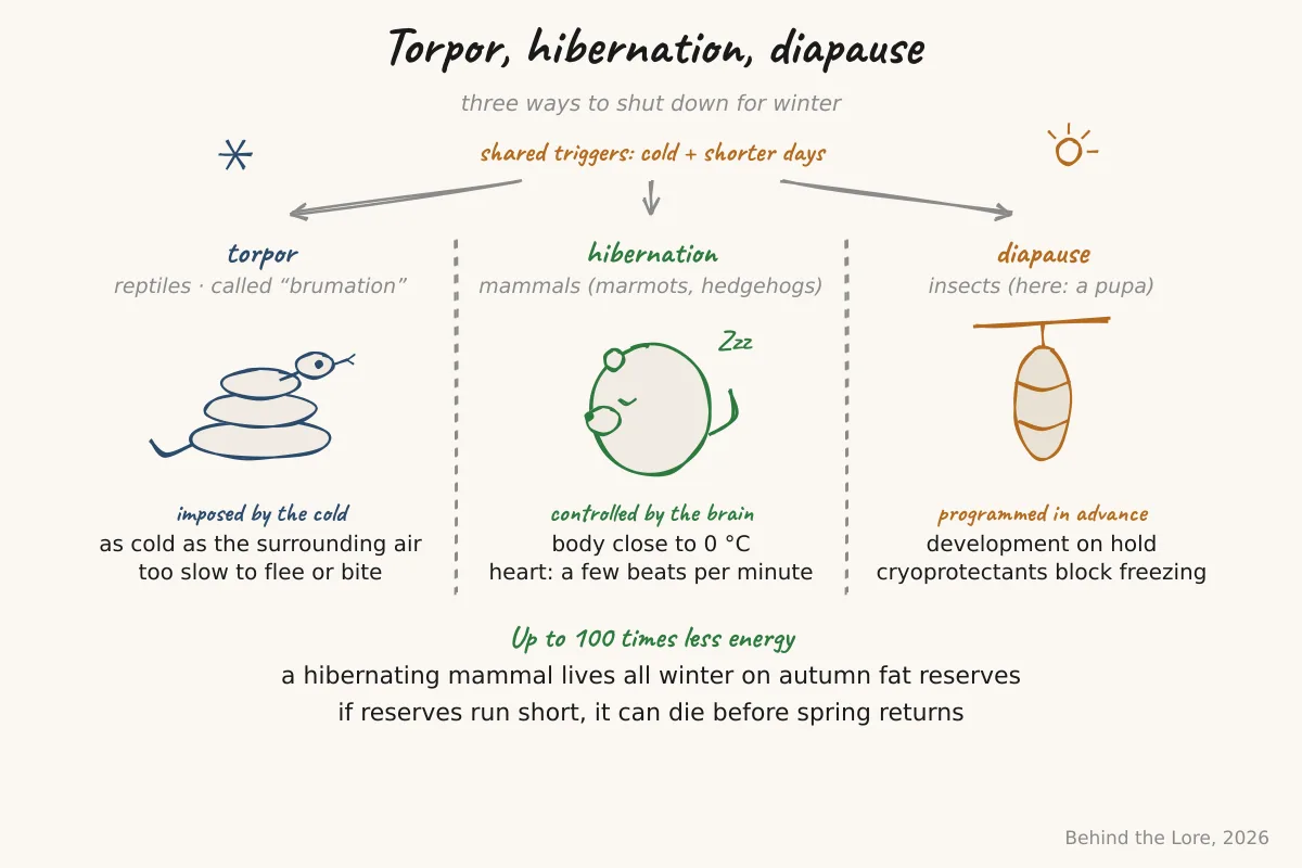 Comparative diagram of reptile torpor, mammalian hibernation, and insect diapause in winter