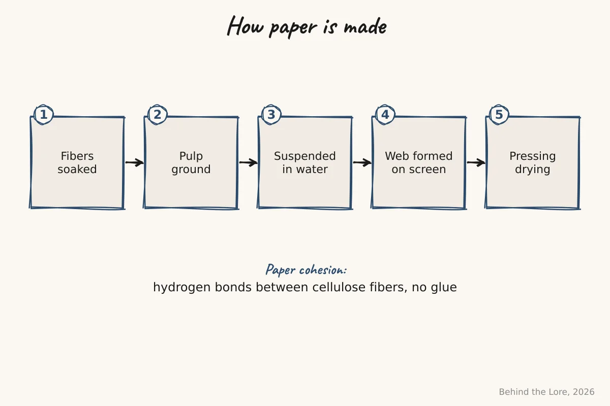 Diagram of the steps of papermaking from cellulose plant fibers on a mold screen