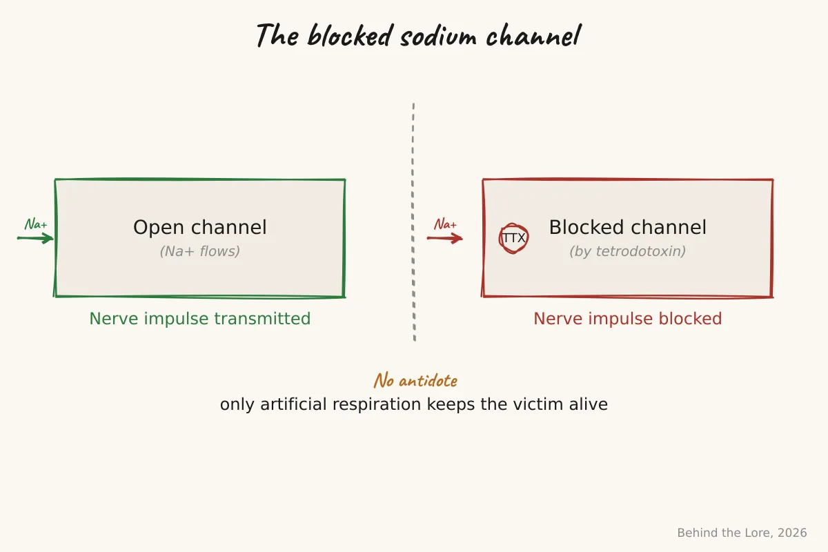 Diagram of a neuron showing sodium channel blockage by tetrodotoxin