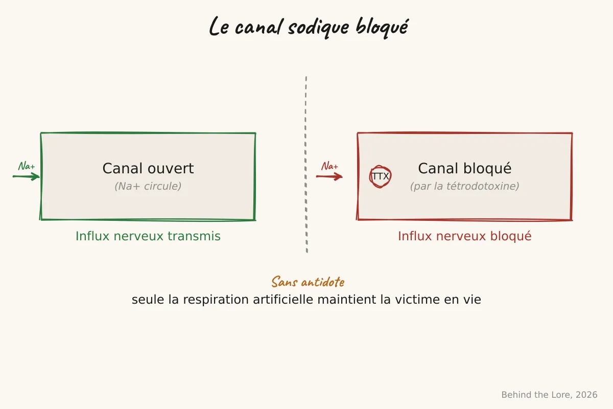 Schéma d'un neurone montrant le blocage des canaux sodiques par la tétrodotoxine