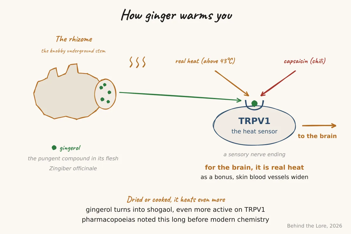 Cross-section of a ginger rhizome and diagram of TRPV1 receptor activation by gingerol
