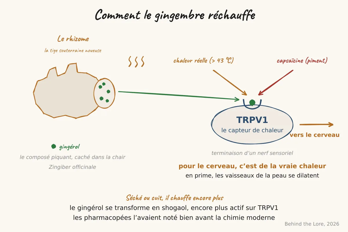 Rhizome de gingembre en coupe et schéma de l'activation du récepteur TRPV1 par le gingérol