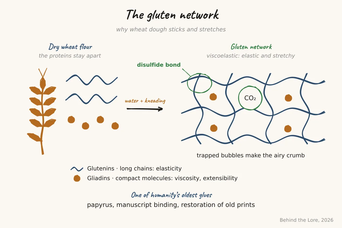 Diagram of the gluten network formed by glutenins and gliadins during wheat flour kneading