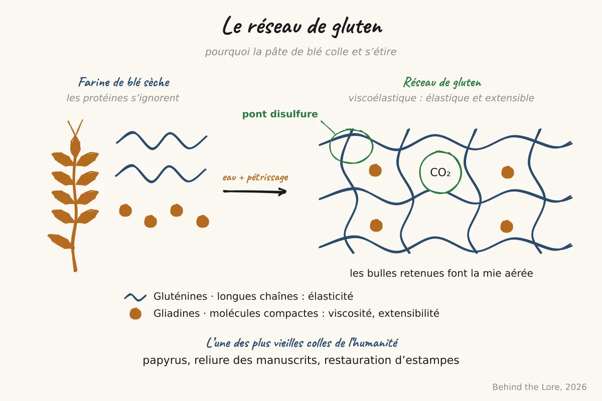 Schéma du réseau de gluten formé par les gluténines et les gliadines lors du pétrissage de la farine de blé