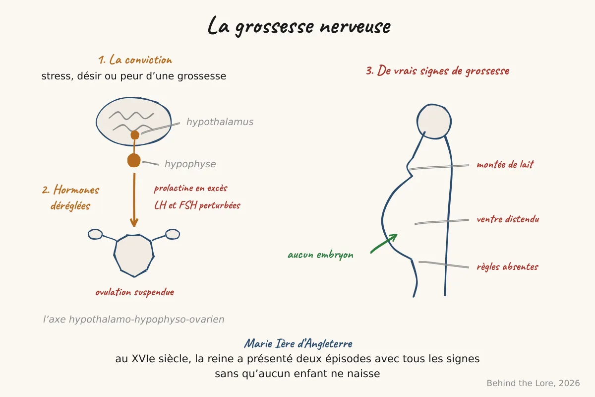 Schéma du cycle hormonal perturbé lors d'une pseudocyèse, avec axe hypothalamo-hypophyso-ovarien