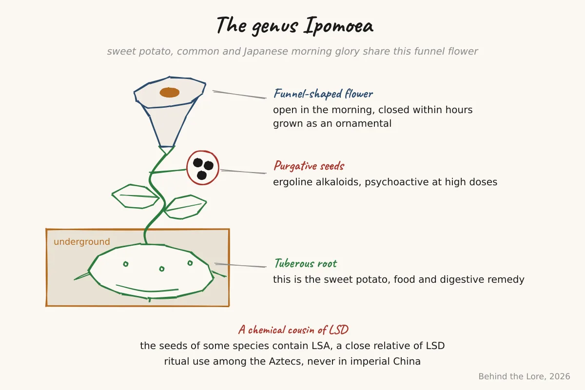 Funnel-shaped morning glory flower and diagram of the genus Ipomoea with sweet potato, common morning glory, and bindweed