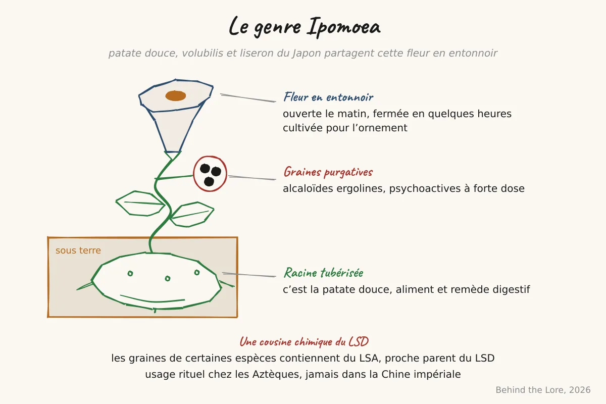 Fleur d'ipomée en entonnoir et schéma du genre Ipomoea avec patate douce, volubilis et liseron