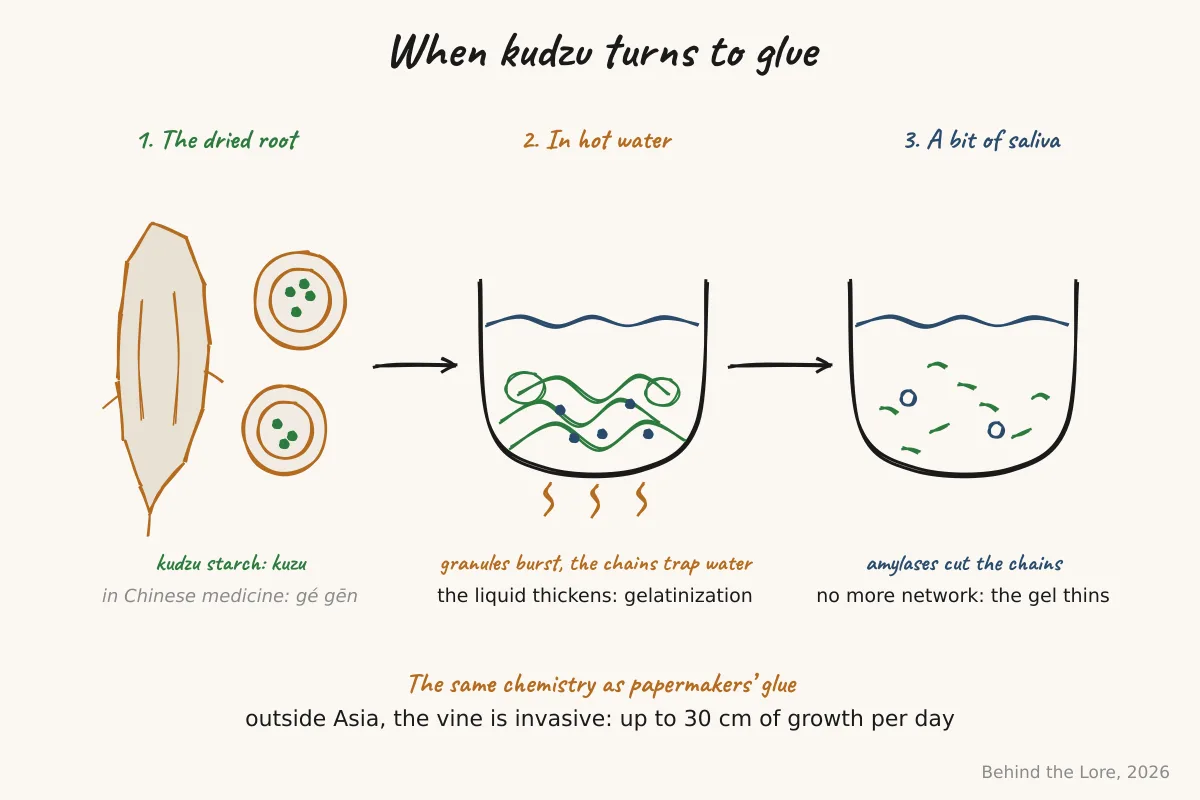 Dried kudzu root sliced into rounds and diagram of starch gelatinization in hot water